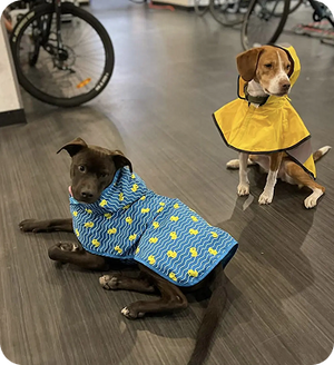 SASHA & FRANKIE